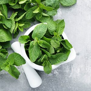 Herba Menthol